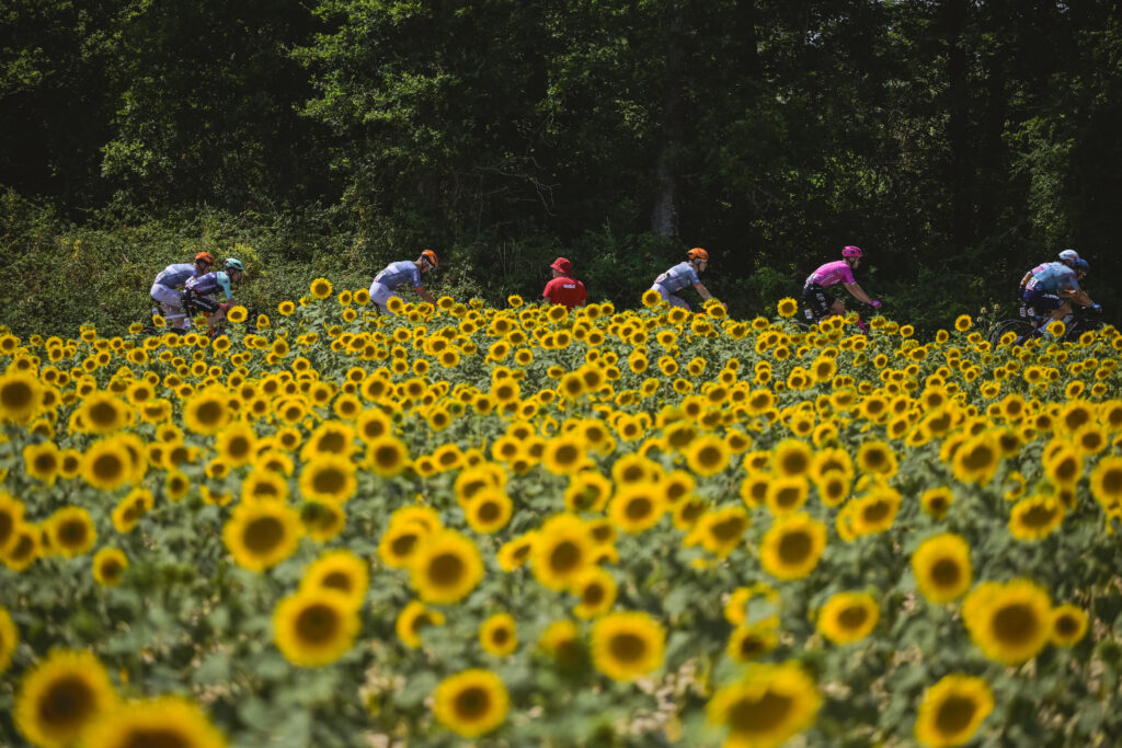 2026 Tour de France stage five peloton sunflowers in a field