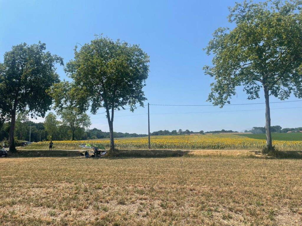 Sunflowers, stage 5, 2026 Tour de France