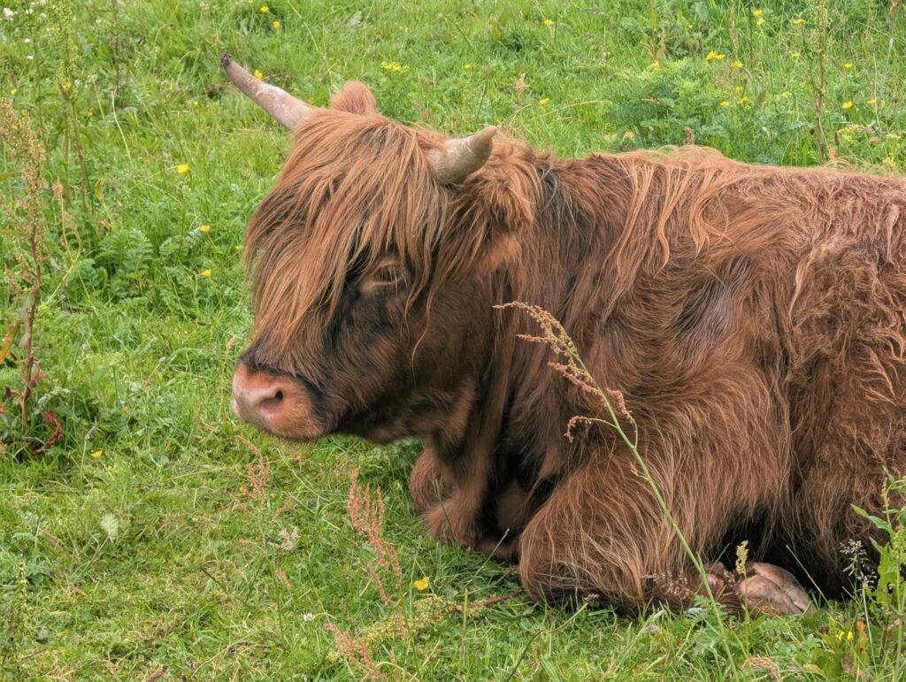 Highland cow on Islay