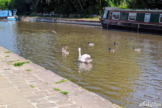 Estarli e20.8 Play swans and ducks.jpg