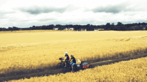 Corbetts ride through corn field &ndash; image via The Cycle Tourists.PNG