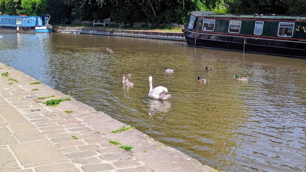 Estarli e20.8 Play swans and ducks