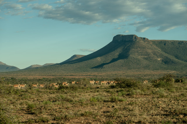 2022 Great Karoo Escape wildlife 2