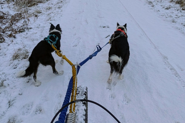 Bikejoring.jpg