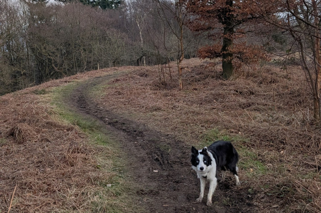 NY Moors 3