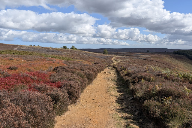 NY Moors 9