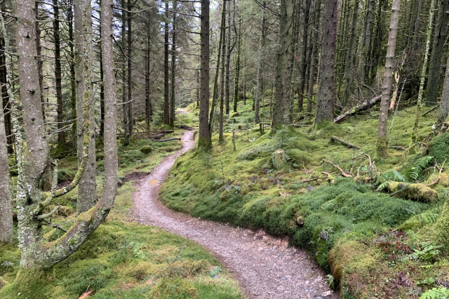 quercus-trail-whinlatter-trail-guide-0.jpg