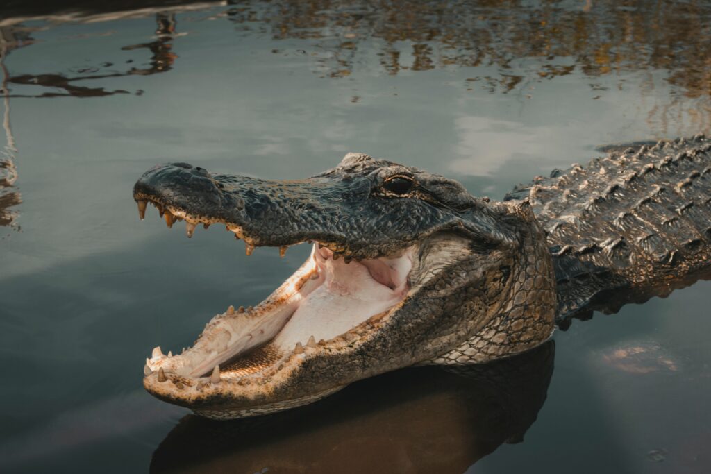 2021 aligator stock.jpg