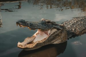 2021 aligator stock.jpg