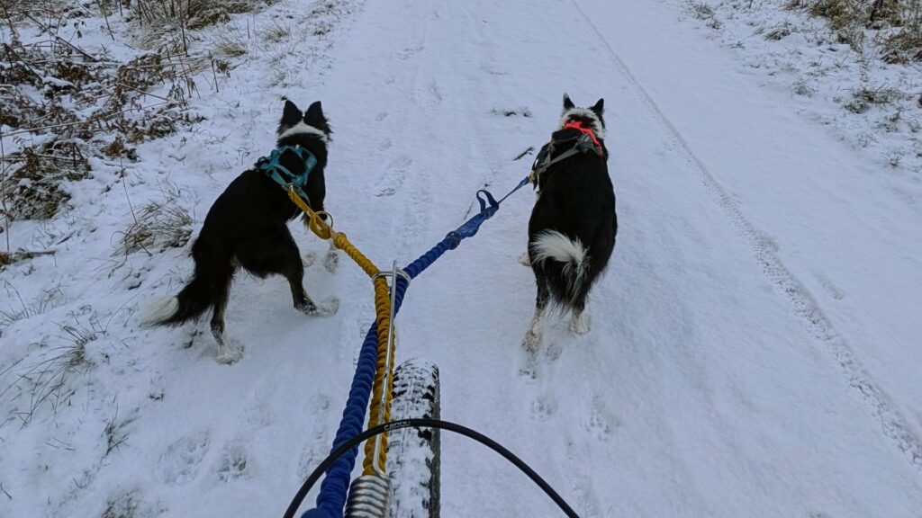 Bikejoring