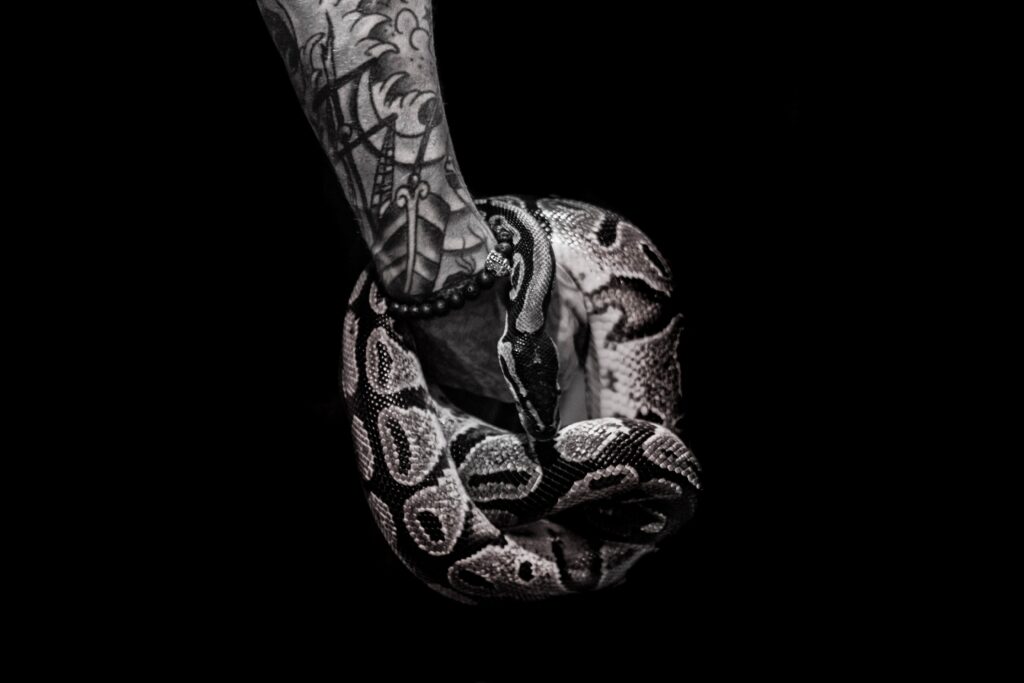 animal-animal-photography-arm-2005922