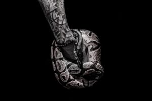 animal-animal-photography-arm-2005922