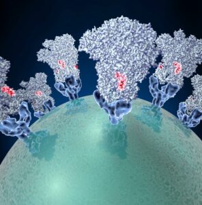 coronavirus-spike-protein-structure.jpg