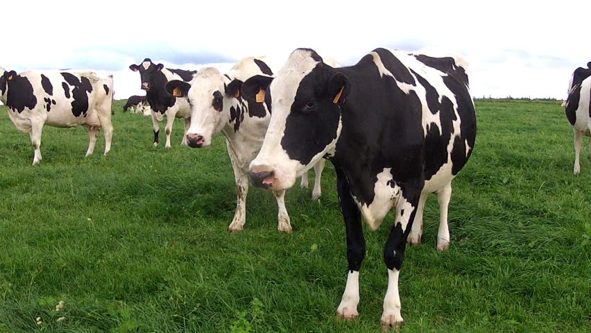 shutterstock cow.jpg