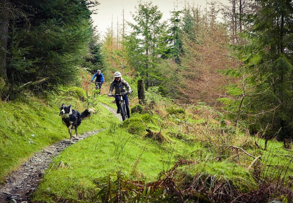 whinlatter-pete-archer-photos-3.JPG