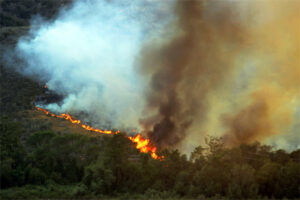 wildfire.jpg
