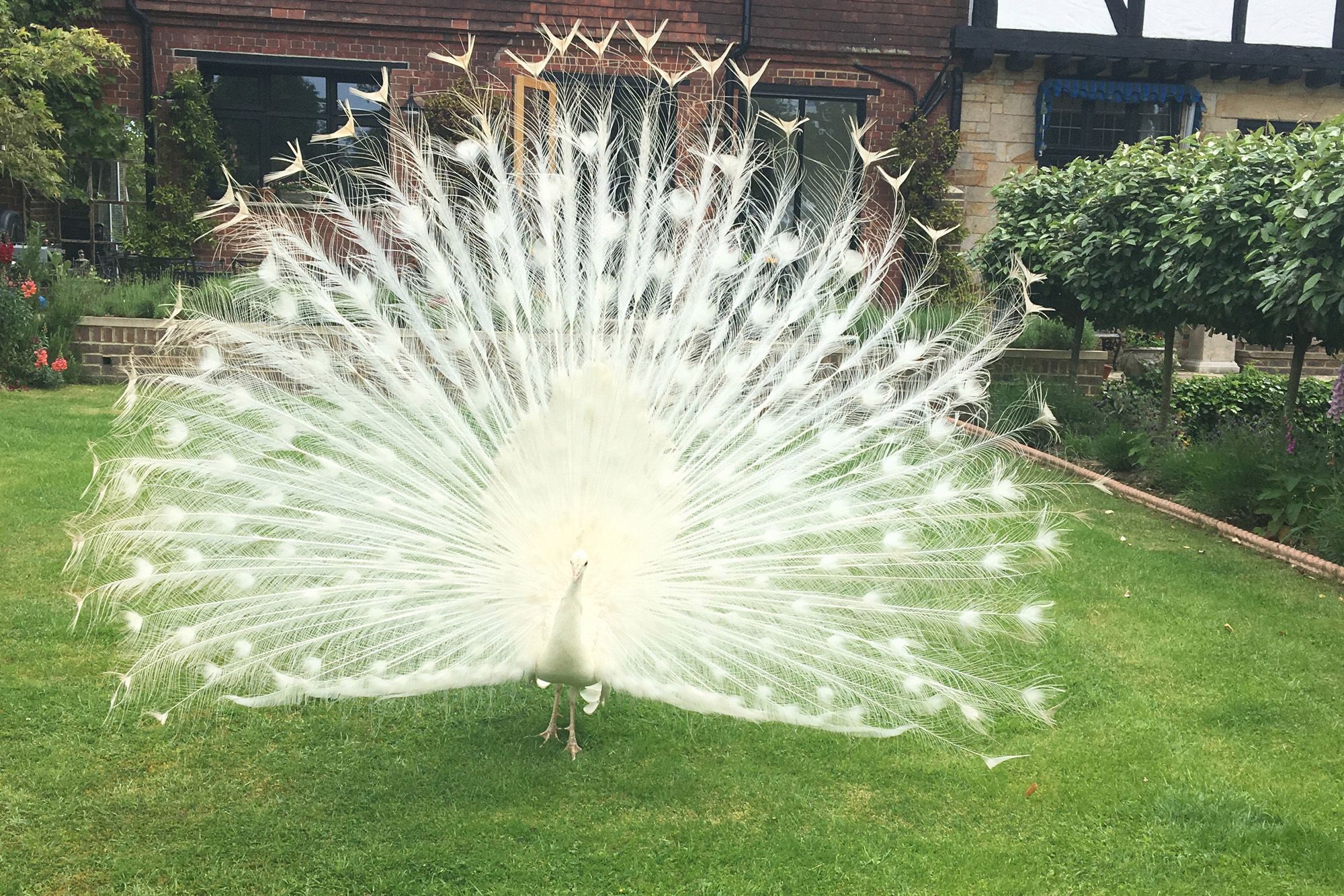 https://cdn.road.cc/wp-content/uploads/roadcc/180531-albino-peacock-loose-village-01.jpg