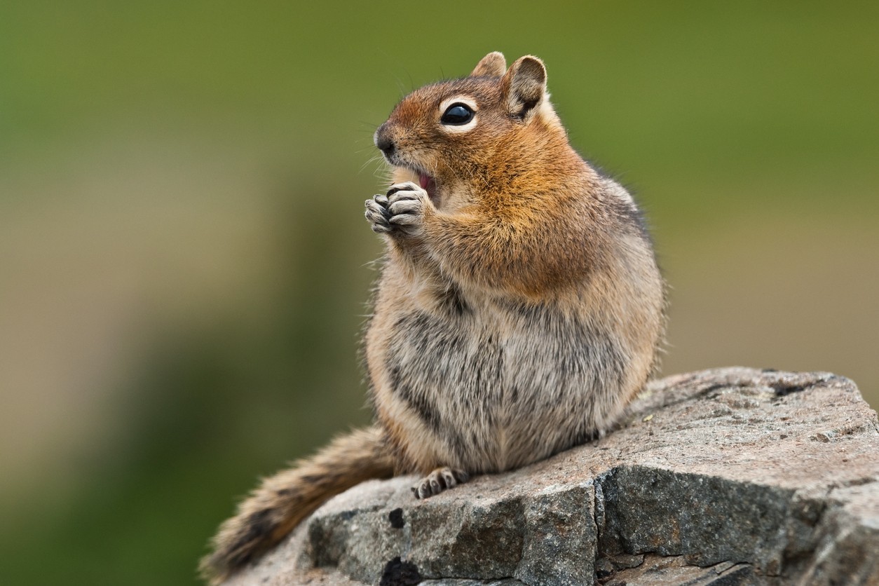 https://cdn.road.cc/wp-content/uploads/roadcc/Golden-Mantled-ground-squirrel.jpg