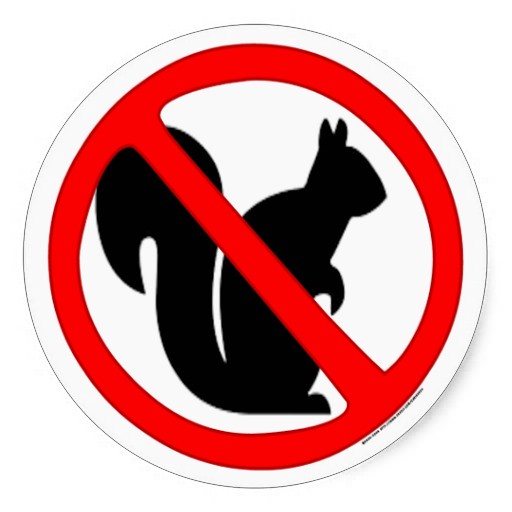 https://cdn.road.cc/wp-content/uploads/roadcc/NoSquirrels.jpg