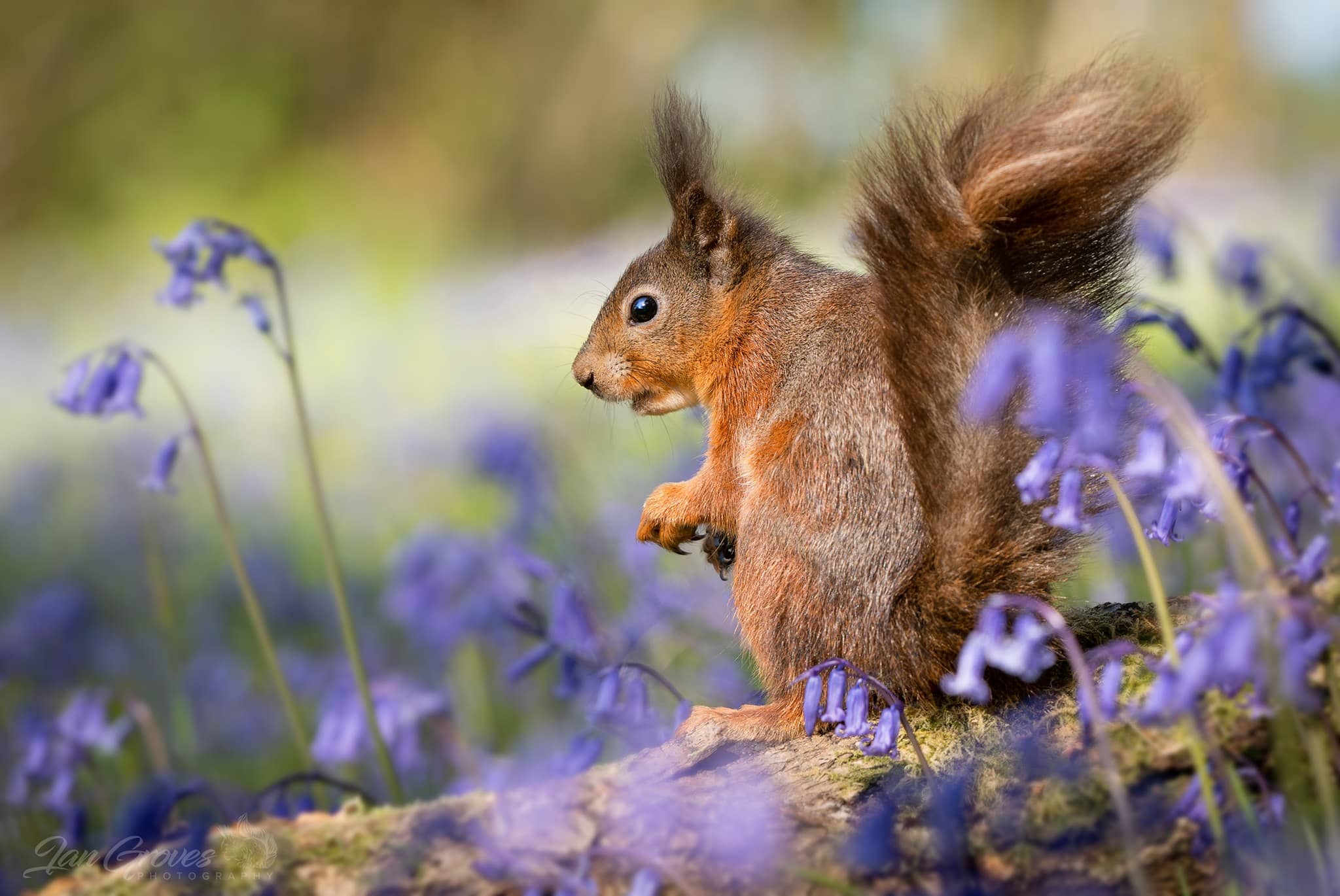 https://cdn.road.cc/wp-content/uploads/roadcc/Red-squirrel-in-harmony-with-Bluebells-by-Ian-Groves.jpg