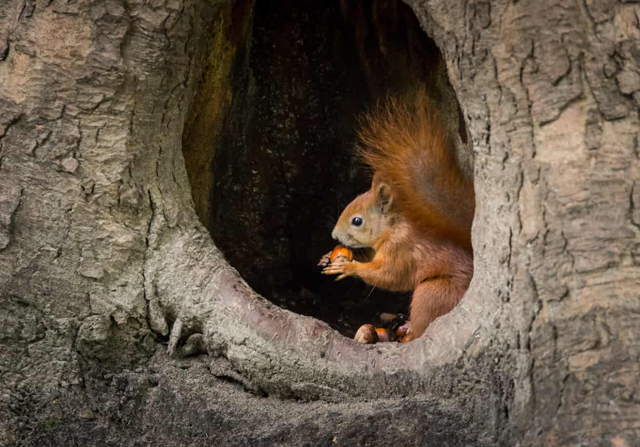 https://cdn.road.cc/wp-content/uploads/roadcc/Squirrel-in-tree-By-Malgorzata-Surawska-Earthfire-Institute-2791488210.jpg