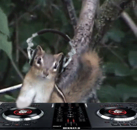 https://cdn.road.cc/wp-content/uploads/roadcc/SquirrelDJ.gif