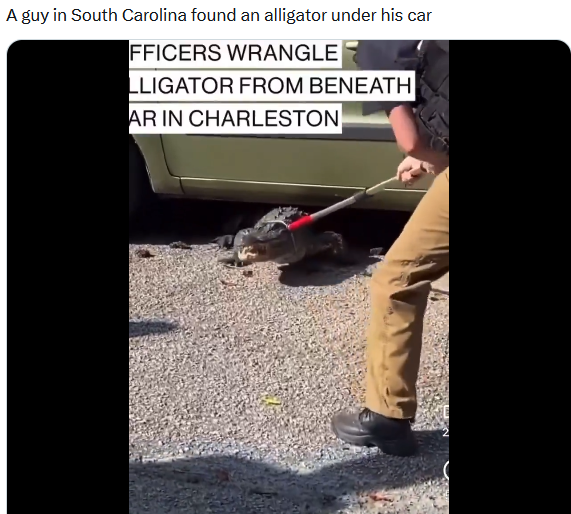 https://cdn.road.cc/wp-content/uploads/roadcc/alligator.png