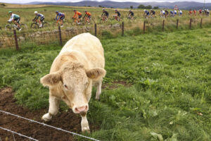 Highland cow watches the 2021 Tour of Britain, stage eight, to Aberdeen