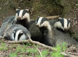 https://cdn.road.cc/wp-content/uploads/roadcc/badgers.jpg