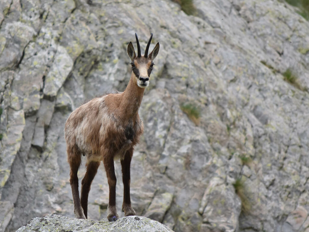 Chamois goat (CC BY 2.0 Jean Latour | Flickr)