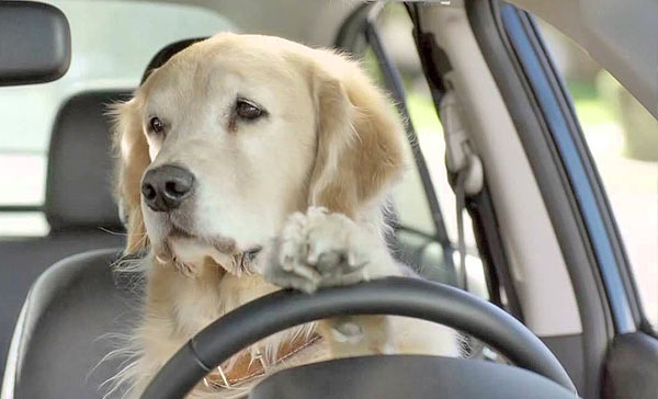 https://cdn.road.cc/wp-content/uploads/roadcc/dog-driving-car-driver-dog-golden-retriever-2274533811.jpeg