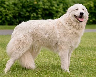https://cdn.road.cc/wp-content/uploads/roadcc/dog_maremma-sheepdog_mobile.jpg