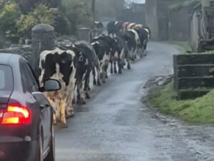 Driver films herd of cattle in single file and criticises cyclists