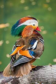 https://cdn.road.cc/wp-content/uploads/roadcc/duck.jpg
