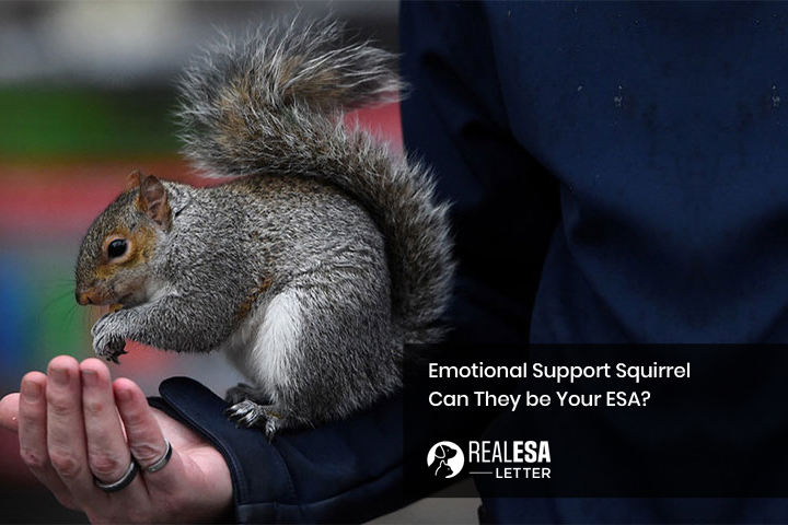 https://cdn.road.cc/wp-content/uploads/roadcc/emotional-support-squirrel-104570464.jpg