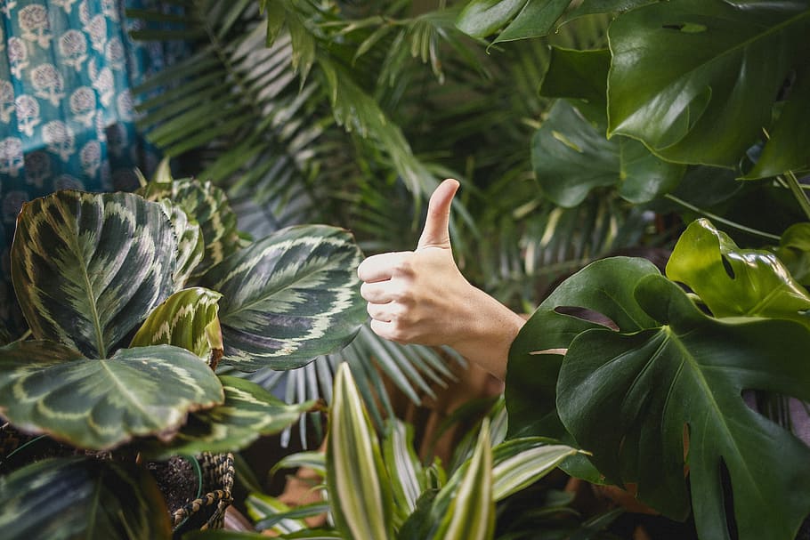 https://cdn.road.cc/wp-content/uploads/roadcc/green-thumb-thumbs-up-hand-house-plant.jpg