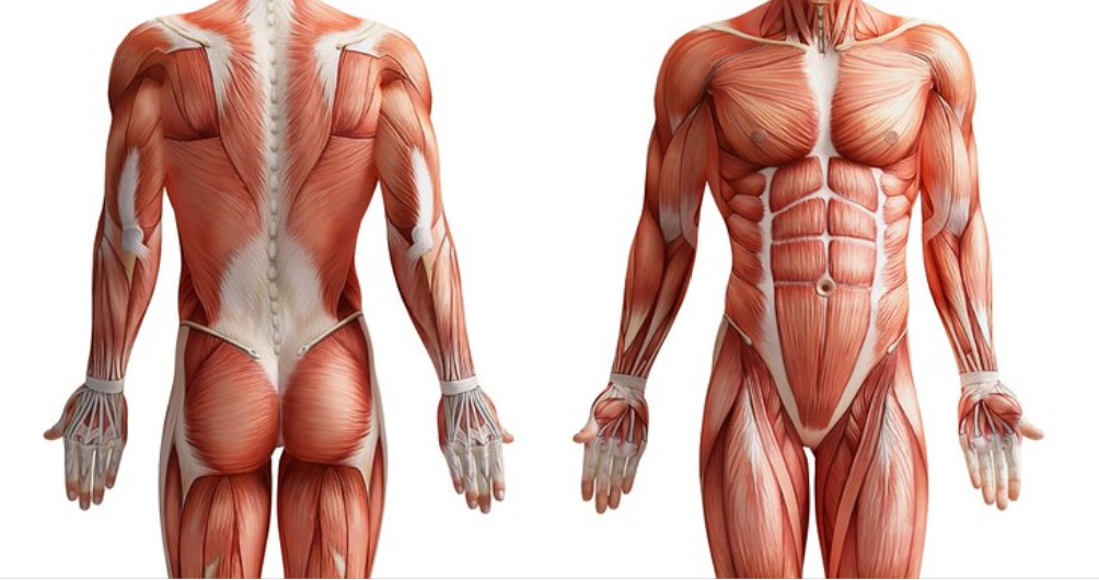 human anatomy