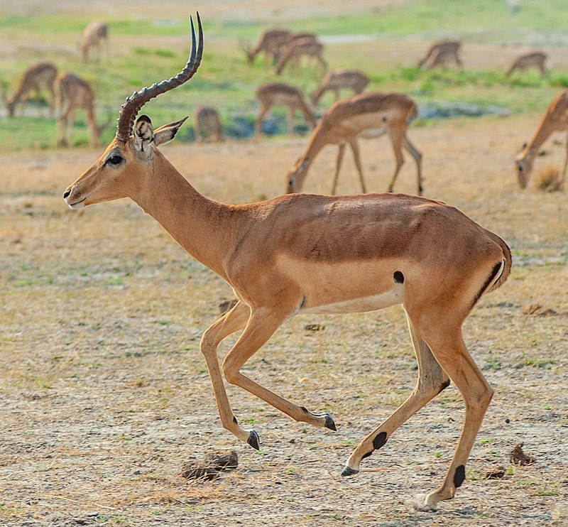 https://cdn.road.cc/wp-content/uploads/roadcc/impala.jpg