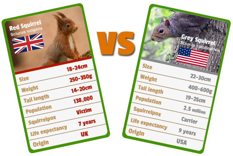 https://cdn.road.cc/wp-content/uploads/roadcc/kisspng-red-squirrel-animal-eastern-gray-squirrel-tree-squ-red-squirrel-5b3ddfb3d2ca51.4181181515307816198634.png