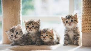 https://cdn.road.cc/wp-content/uploads/roadcc/kittens_3.jpg