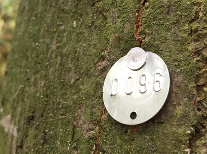https://cdn.road.cc/wp-content/uploads/roadcc/licencetree.png