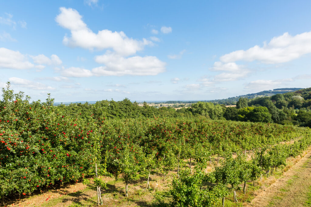 Emma komoot coffee ride &ndash; Orchards