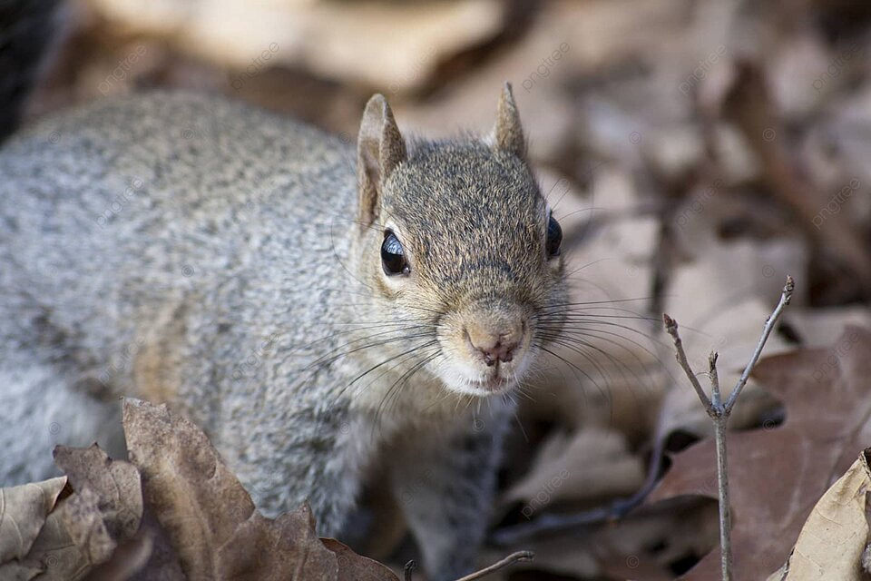 https://cdn.road.cc/wp-content/uploads/roadcc/pngtree-gray-squirrel-harmful-invasive-species-north-american-stupinigi-photo-image_15801552.jpg