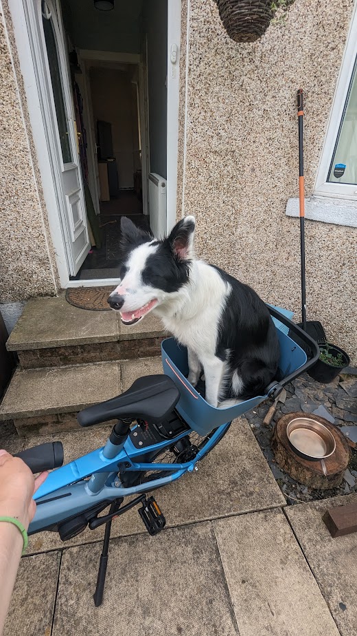 Dog in bike basket