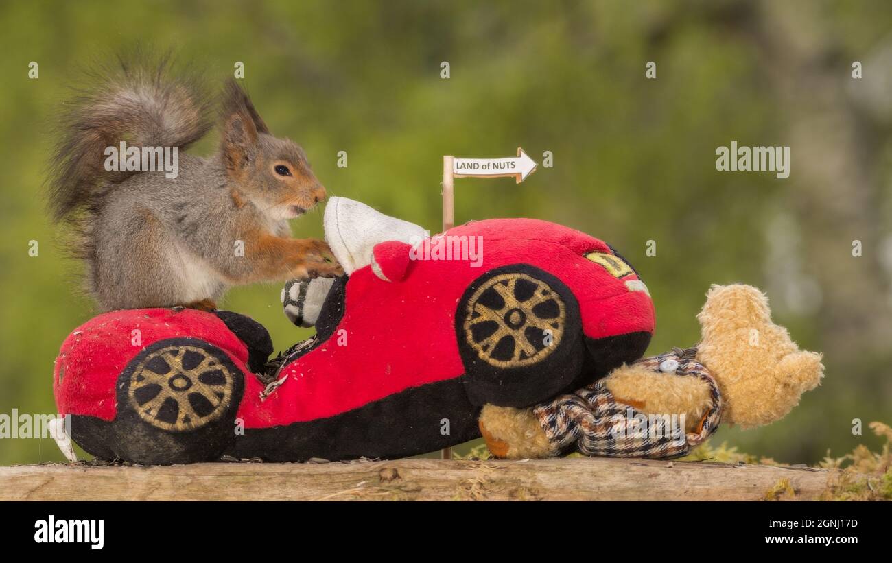 https://cdn.road.cc/wp-content/uploads/roadcc/red-squirrel-on-a-car-driving-over-a-bear-2GNJ17D.jpg