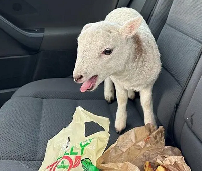 https://cdn.road.cc/wp-content/uploads/roadcc/sheep.png
