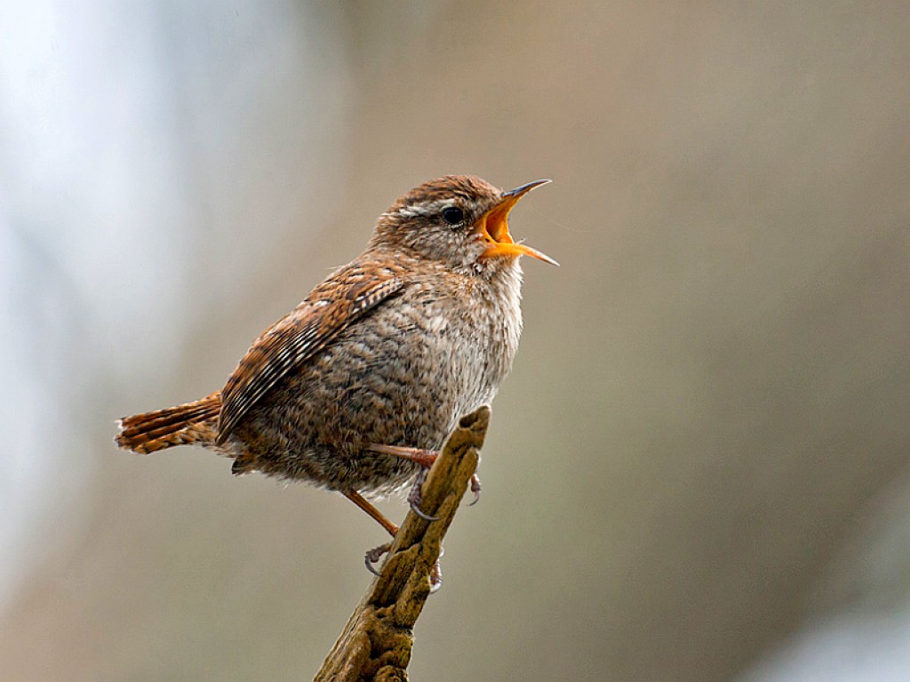 Singing bird