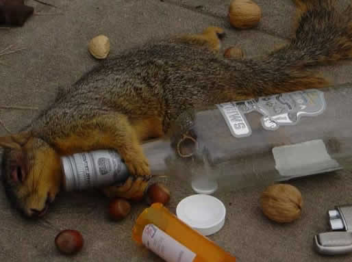 https://cdn.road.cc/wp-content/uploads/roadcc/squirrel-149082724.jpg
