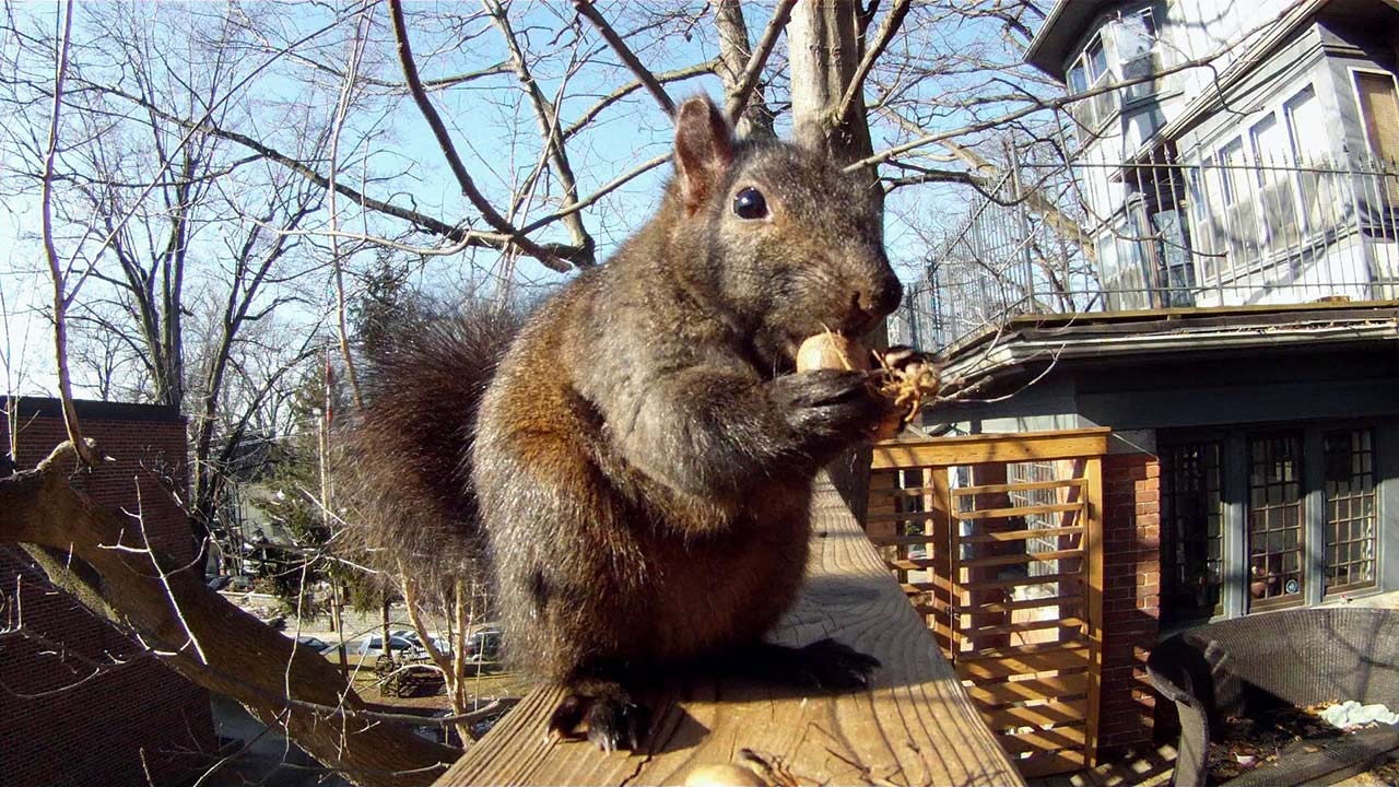https://cdn.road.cc/wp-content/uploads/roadcc/squirrel_1280.jpg