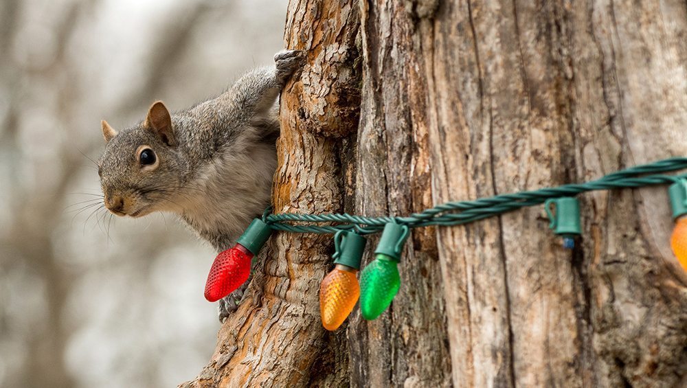 https://cdn.road.cc/wp-content/uploads/roadcc/squirrel_xmas-lights-web.jpg